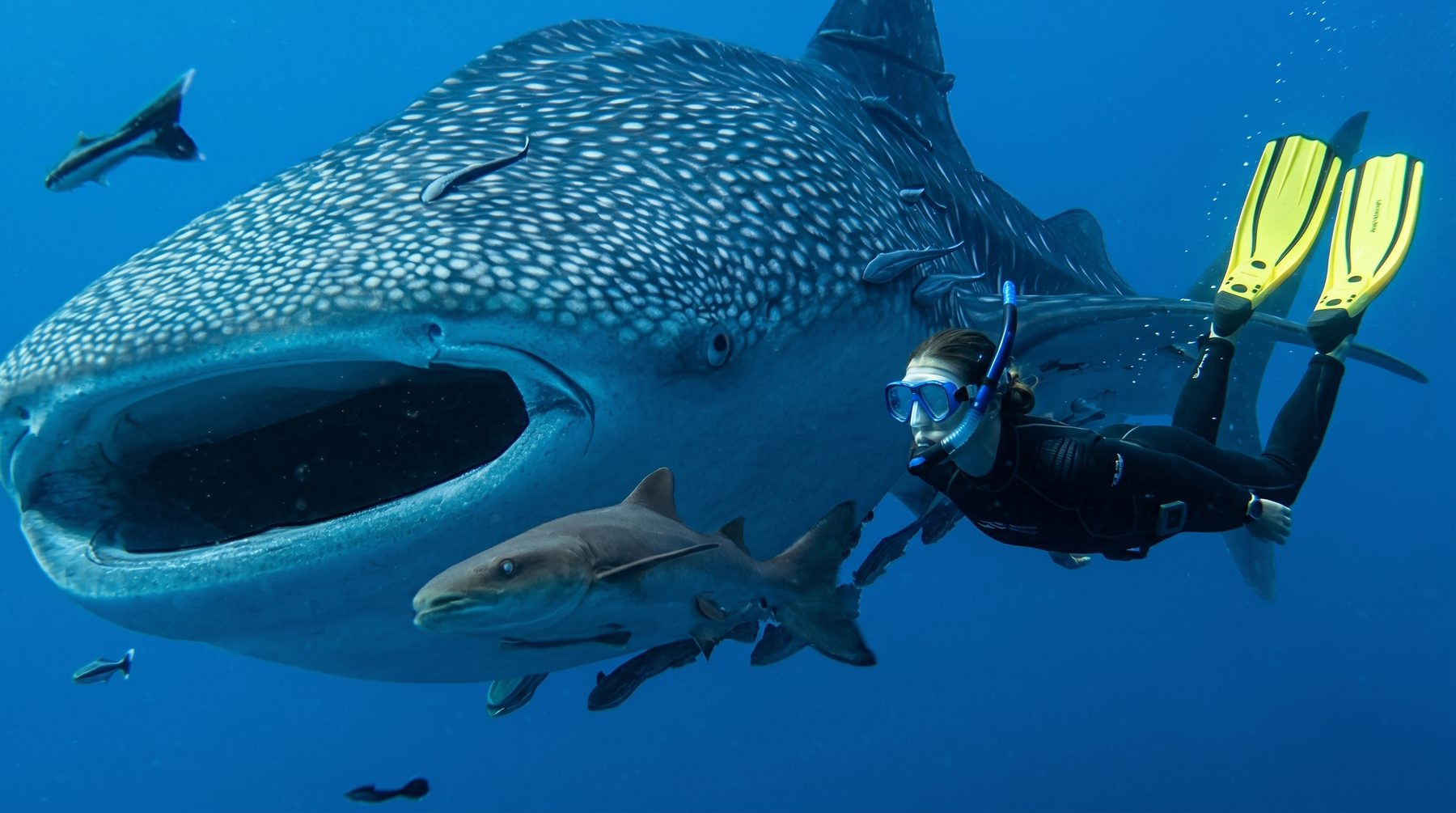 Tiburón ballena